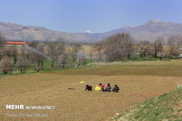 کشت بهاره پیاز