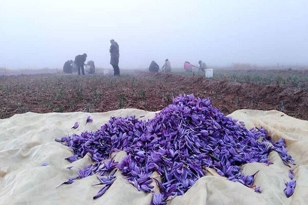 استحصال رنگ و طعم زعفران برای تولید ریزپوشش توسط محققان کشور