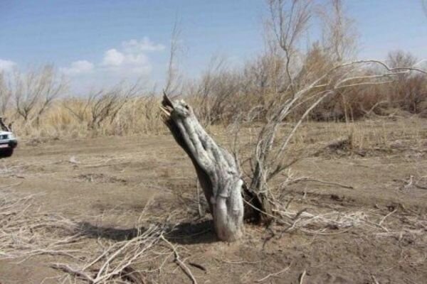 ۷۰ تن چوب تاغ قاچاق در استان سمنان کشف شد