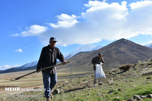 Common thistle harvest in Iran
