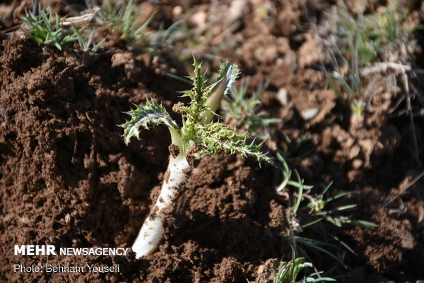 Common thistle harvest in Iran
