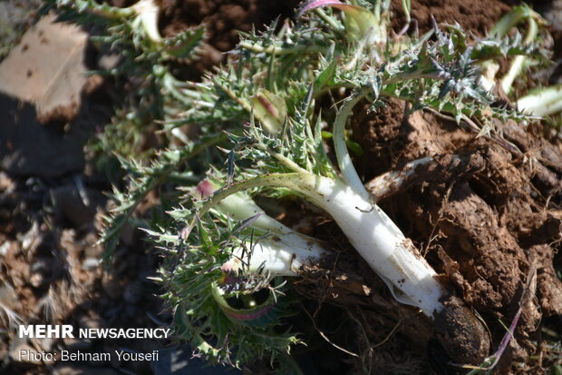 Common thistle harvest in Iran
