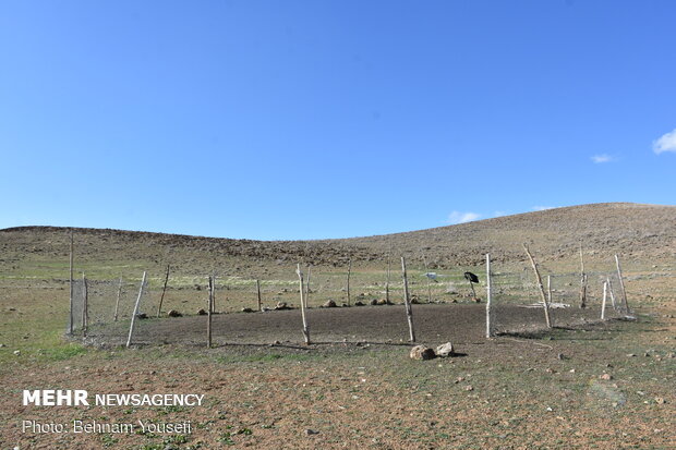 Common thistle harvest in Iran
