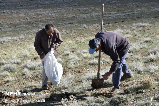 Common thistle harvest in Iran
