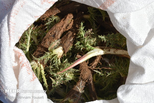 Common thistle harvest in Iran
