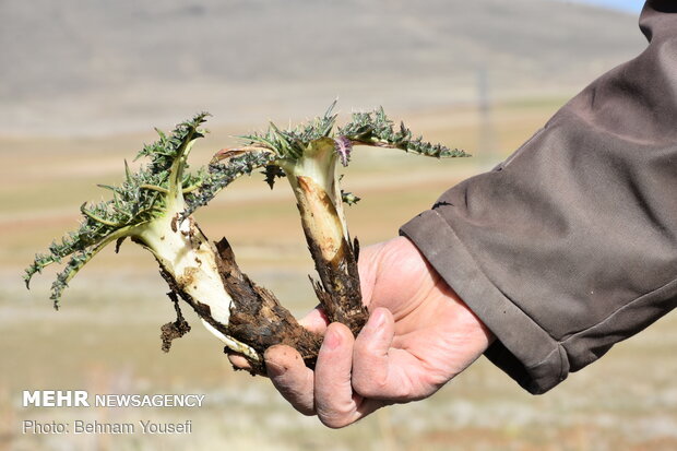 Common thistle harvest in Iran
