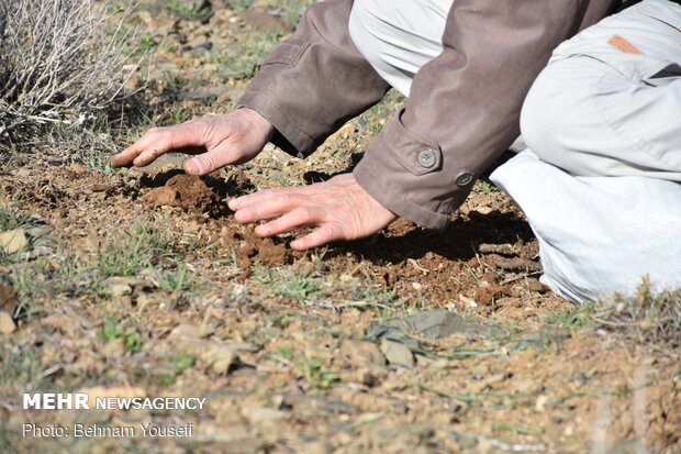 Common thistle harvest in Iran
