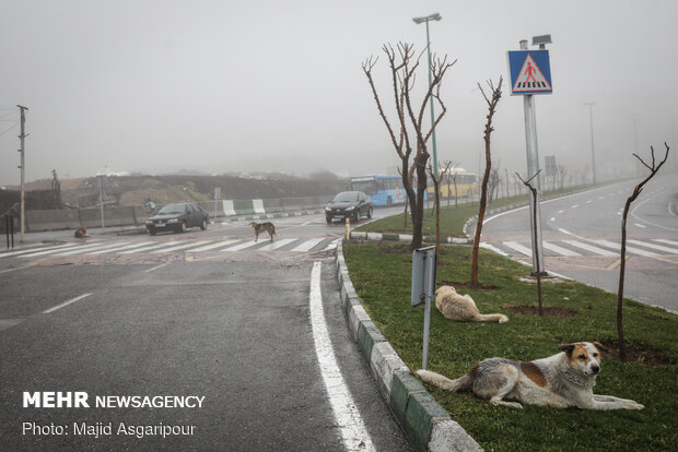 Tehran drowned in fog