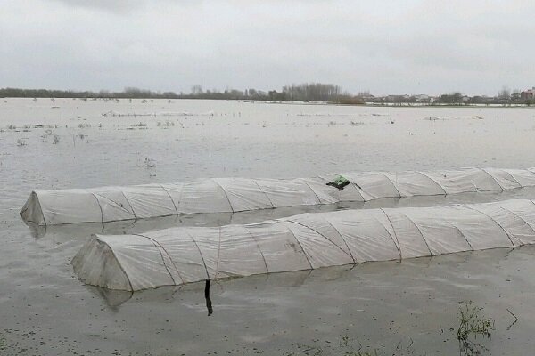 بارش باران به خزانه شالیزارهای برنج شهرستان رودسر خسارت وارد کرد