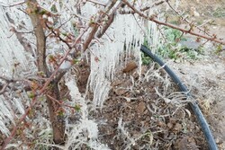 باغ های شاهرود دچار سرما زدگی شد/ ۱۰۰ درصد محصولات خسارت دید