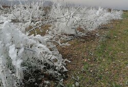 سرما بیش از ۱۹۷ میلیارد ریال به کشاورزان کردستان خسارت وارد کرد