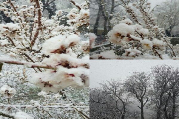 غافلگیری شکوفه های بهاری/برف استان تهران را فرا گرفت