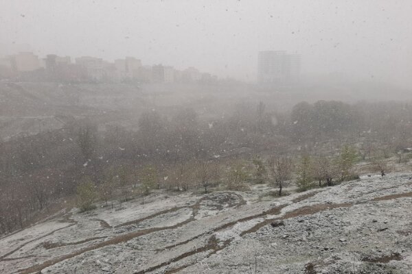 غافلگیری شکوفه های بهاری/برف استان تهران را درنوردید