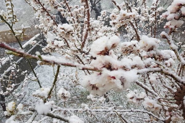 غافلگیری شکوفه های بهاری/برف استان تهران را درنوردید