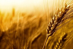 پیش بینی خرید تضمینی ۱۸۰ هزار تن گندم در سال زراعی جاری اصفهان
