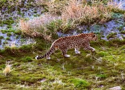 VIDEO: Persian leopard spotted in Taleqan