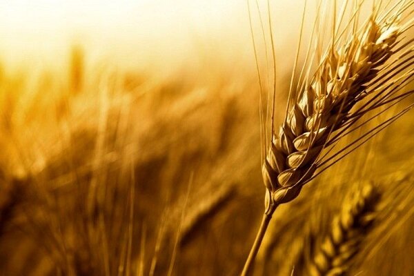 خرید تضمینی  ۳۳ هزار تن گندم و کلزا توسط شبکه تعاون روستایی قزوین