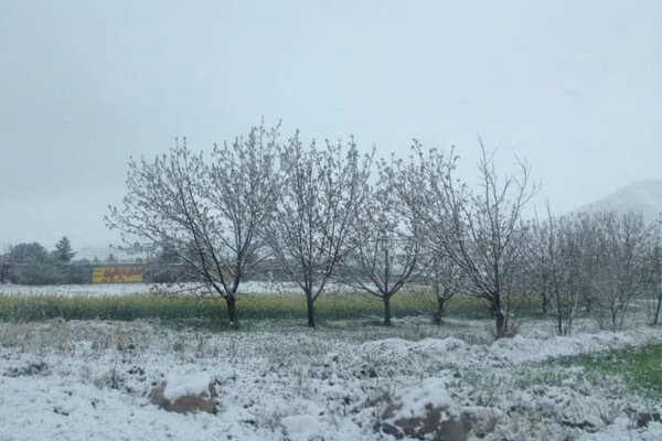  احتمال سرمازدگی پاییزه در باغات انگور و گلخانه‌های استان زنجان 