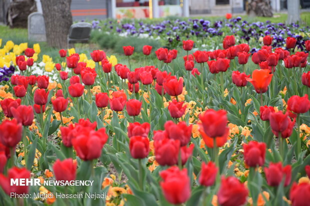 گل فرش لاله در بوستان شهرداری آستارا