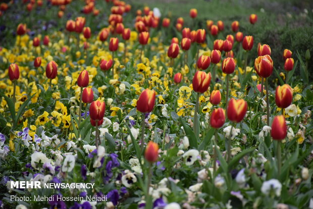 Central park of Astara decorated with tulip flowers