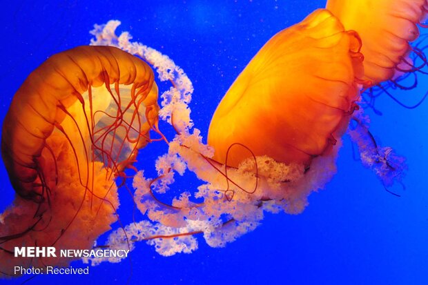 تصاویر زیبا از گونه های مختلف عروس دریایی