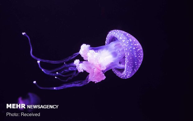 تصاویر زیبا از گونه های مختلف عروس دریایی