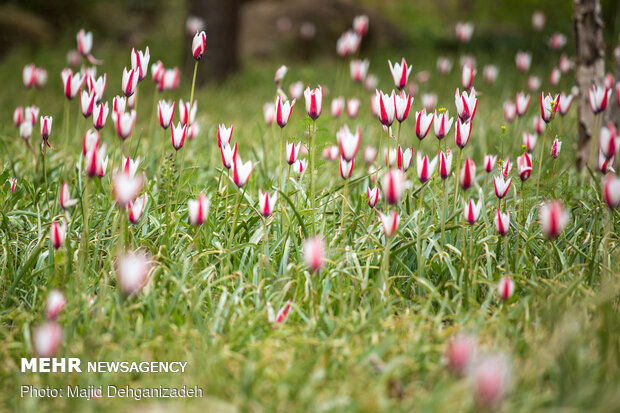 Shorb-Ol-Ain tulips plain
