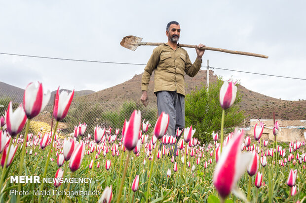 لاله های وحشی روستای شرب العین یزد