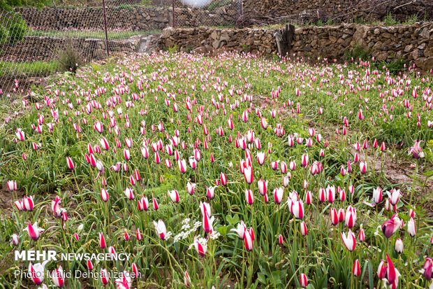 لاله های وحشی روستای شرب العین یزد