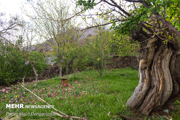 لاله های وحشی روستای شرب العین یزد