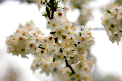 Spring flowers in Ardabil