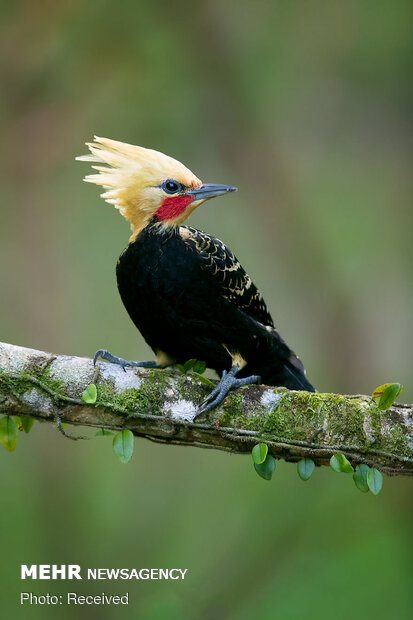 پرنده های زیبای جنگلهای آتلانتیک برزیل