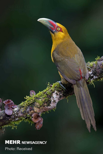 پرنده های زیبای جنگلهای آتلانتیک برزیل