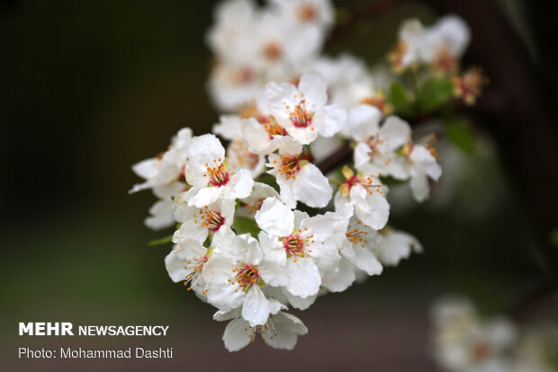 Spring flowers in Ardabil with breathtaking views