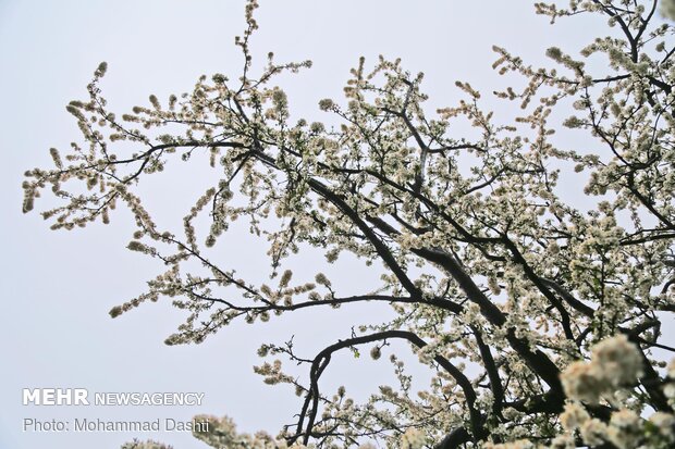 Spring flowers in Ardabil with breathtaking views