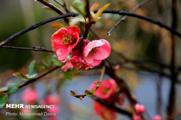 Spring flowers in Ardabil with breathtaking views