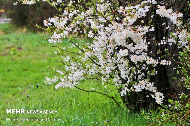 Spring flowers in Ardabil with breathtaking views