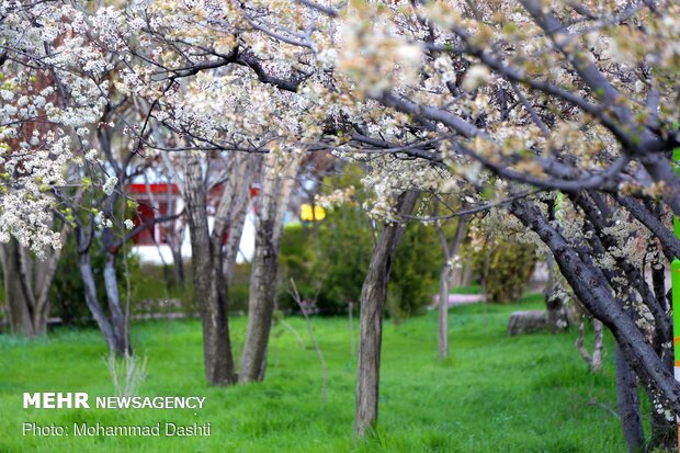 Spring flowers in Ardabil with breathtaking views
