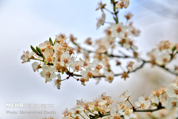 Spring flowers in Ardabil with breathtaking views