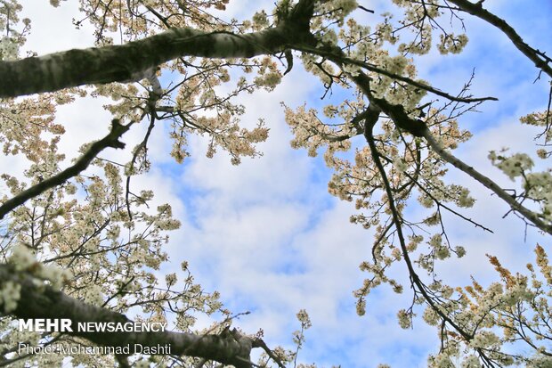 Spring flowers in Ardabil with breathtaking views