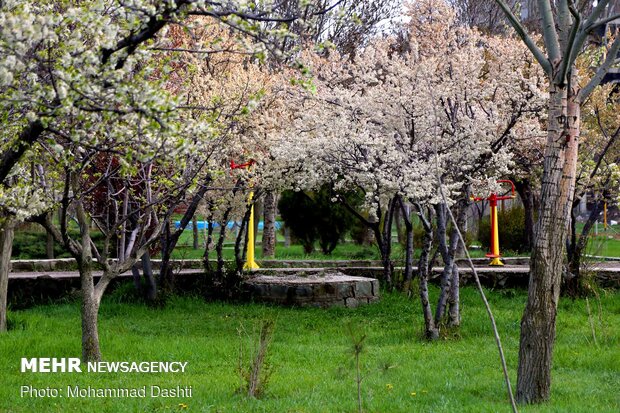 Spring flowers in Ardabil with breathtaking views