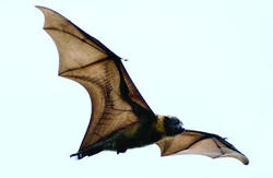 Bats have adapted to live with some deadly pathogens.
