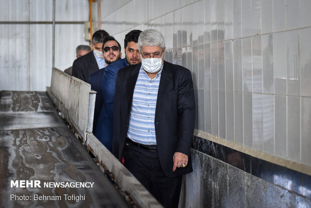 جای خالی مرغ