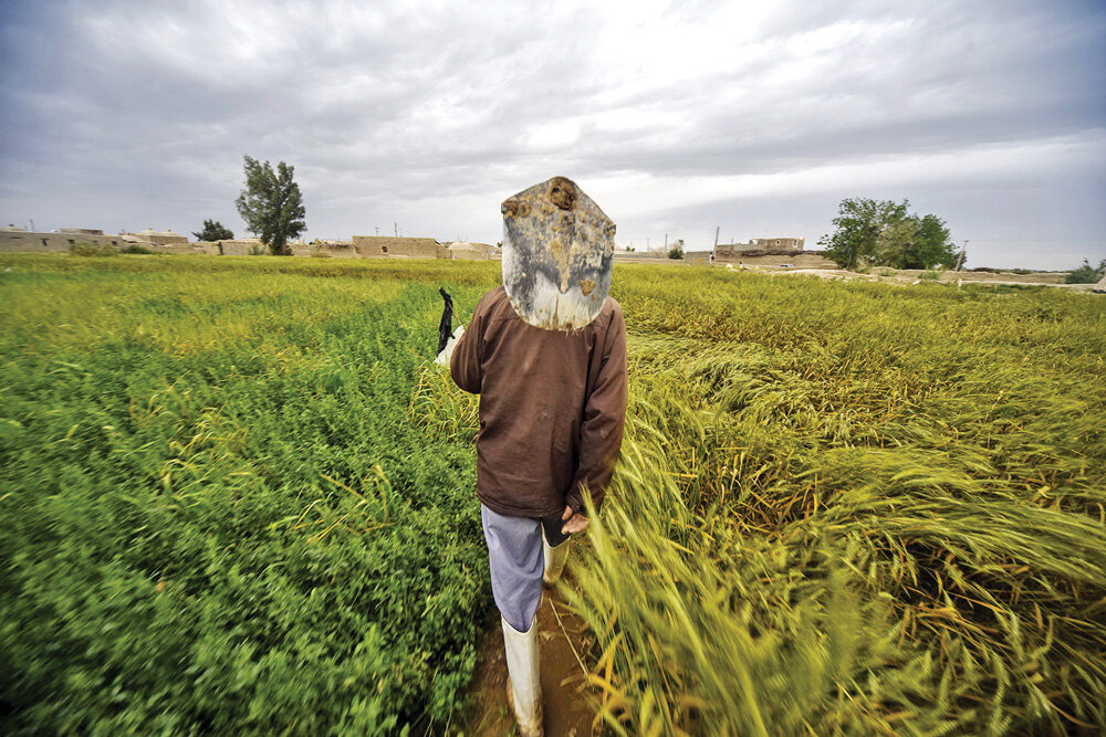 Sistan-Baluchestan under wheat, barley cultivation - Tehran Times