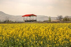 دەشتی کولزا، نیگارکێشی سروشت لە بجنوورد