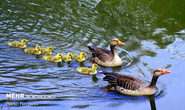 تصاویر منتخب حیات وحش هفته‎