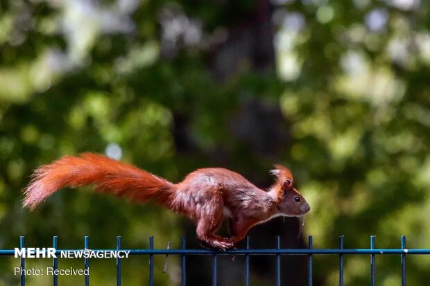 تصاویر منتخب حیات وحش هفته‎