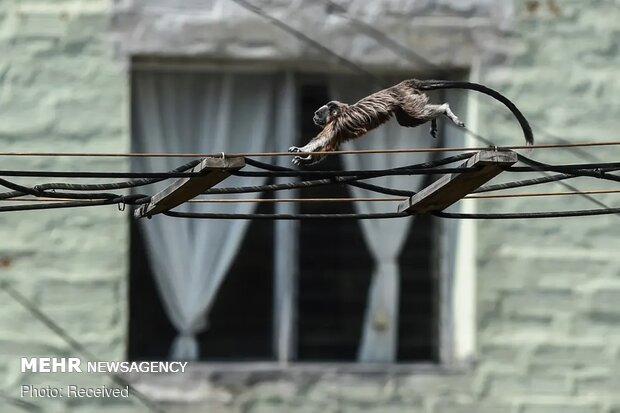 تصاویر منتخب حیات وحش هفته‎