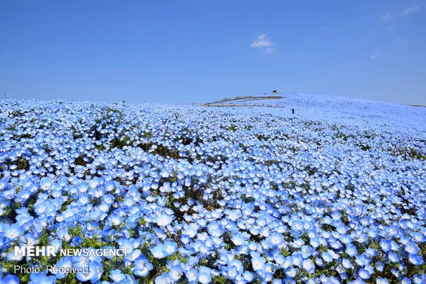 تصاویر منتخب حیات وحش هفته‎
