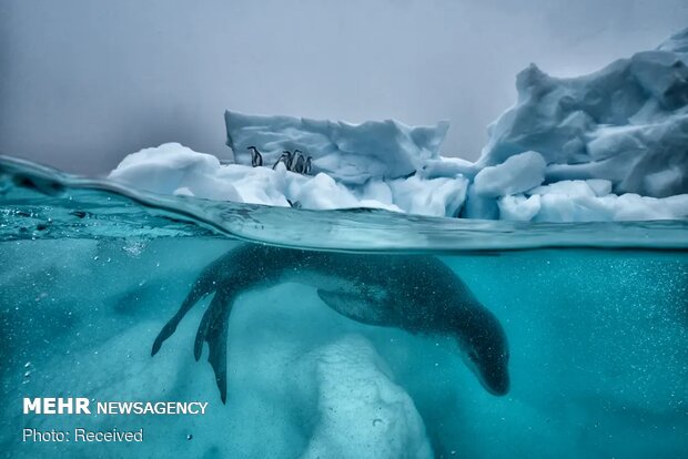 تصاویر منتخب حیات وحش هفته‎